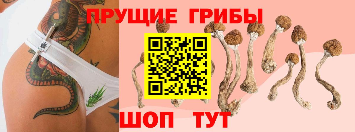 Хасавюрт  Галлюциногенные грибы GOLDEN TEACHER  Галлюциногенные грибы Psilocybe  Вход с VPN 